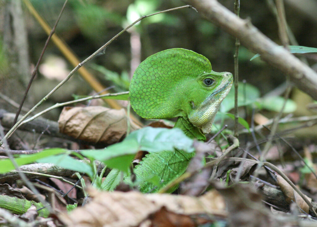 Basilisco (Basiliscus galeritus) en Puerto Boyacá, Colombia. Créditos: Justyn Stahl
