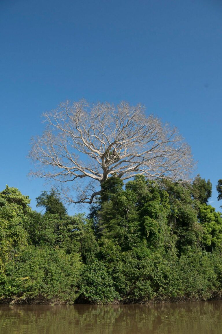Río Puré, un parque para proteger a los pueblos indígenas en ...