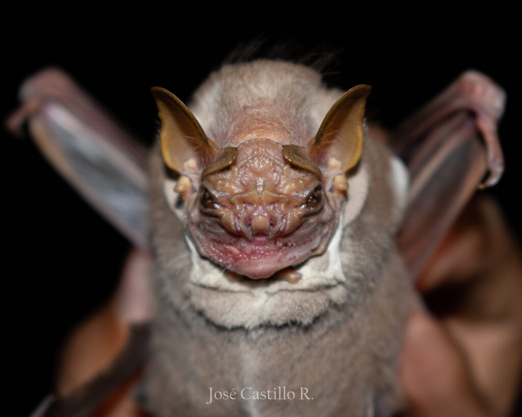 Murciélago de cara arrugada (Centurio senex) enfocado en el rostro. Créditos: José Castillo