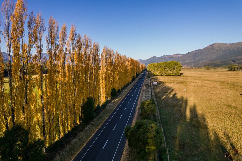 En la foto se observa un camino bordeado por árboles en la comuna rural de Melipeuco, Región de la Araucanía