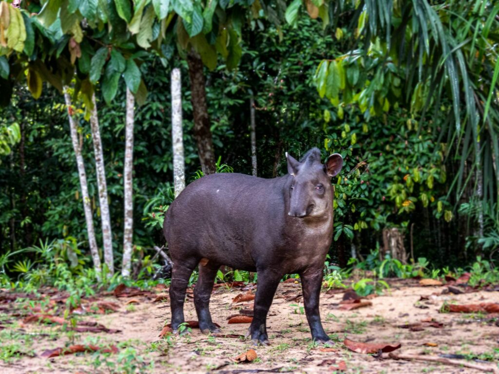Danta (Tapirus terrestres). Foto Jack Hernández  Conservación Internacional Colombia.
