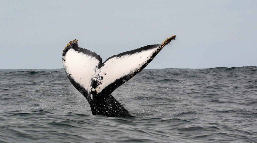 Día mundial de las ballenas. Créditos a César Villarroel