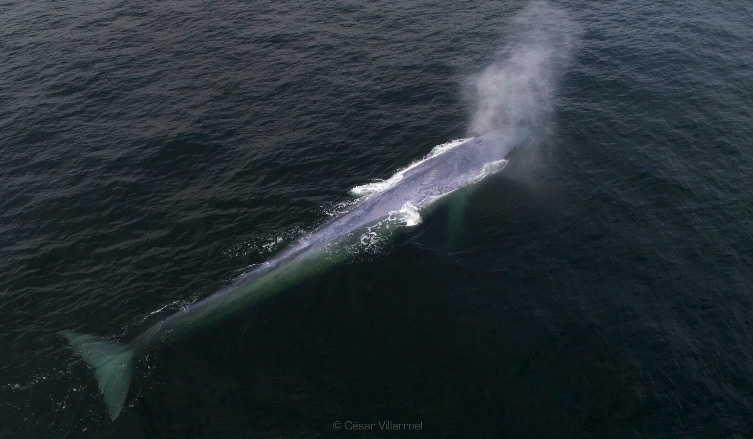 Temporada de ballenas: lo que deberías saber para ayudar a proteger a estos gigantes