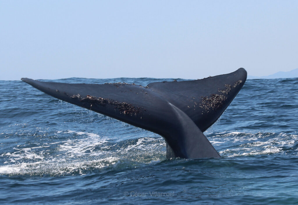 Día mundial de las ballenas. Créditos a César Villarroel