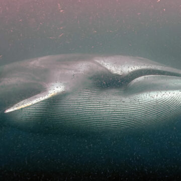 <strong>Día Mundial de las Ballenas: Un recorrido fotográfico para maravillarnos con las gigantes del mar</strong>