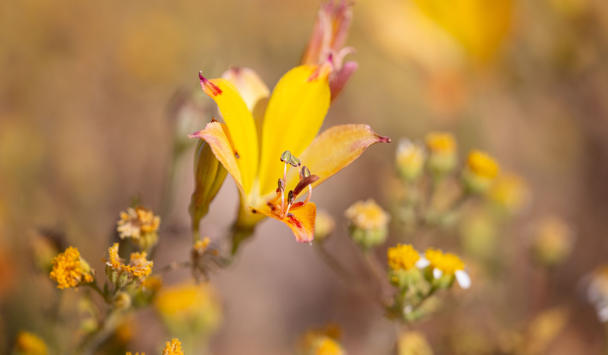 ¡Tercer llamado a participar! VIII Congreso Nacional de Flora Nativa “Flora nativa y sociedad: pasado, presente y futuro”