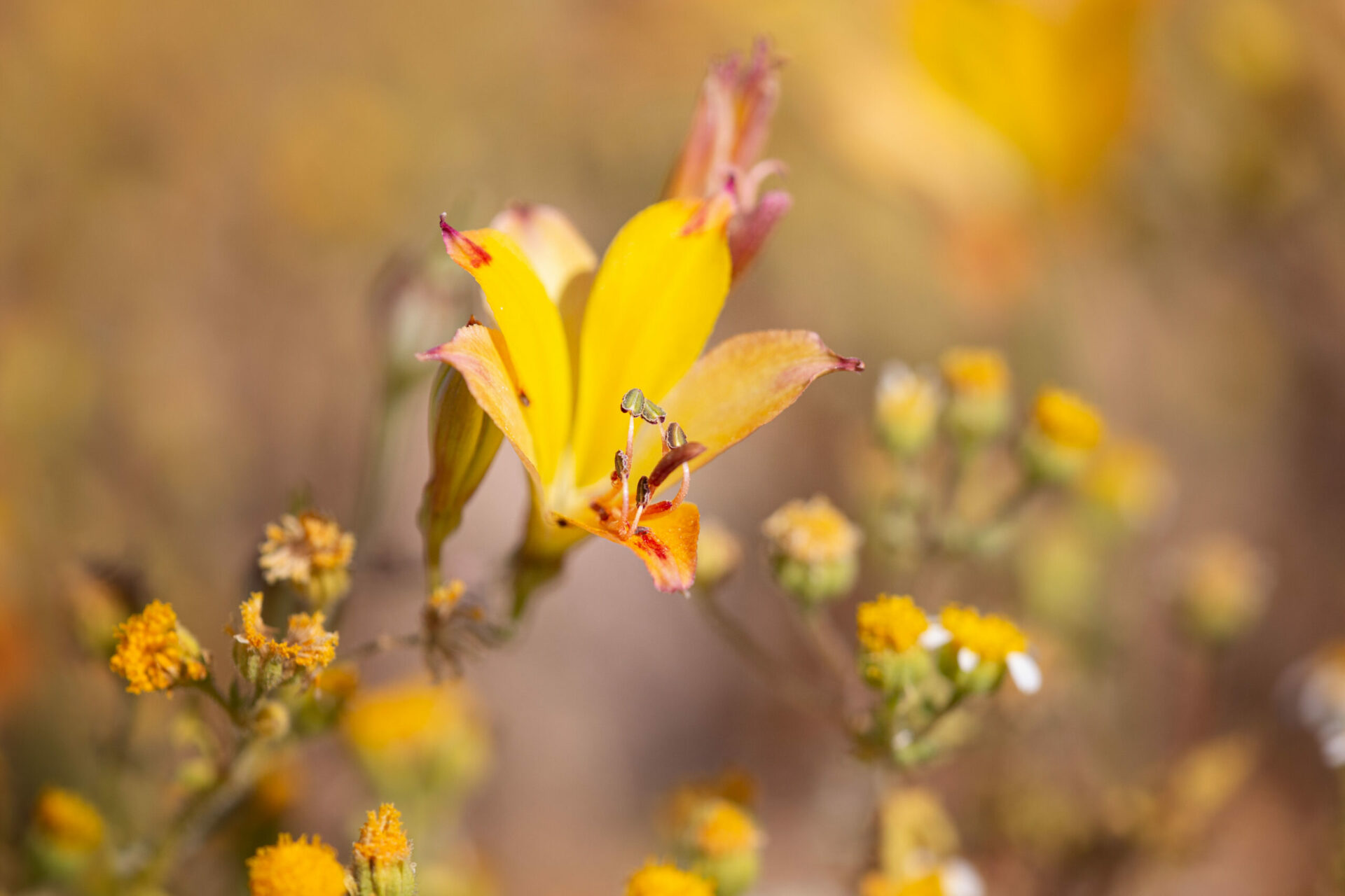 ¡Tercer llamado a participar! VIII Congreso Nacional de Flora Nativa “Flora nativa y sociedad: pasado, presente y futuro”