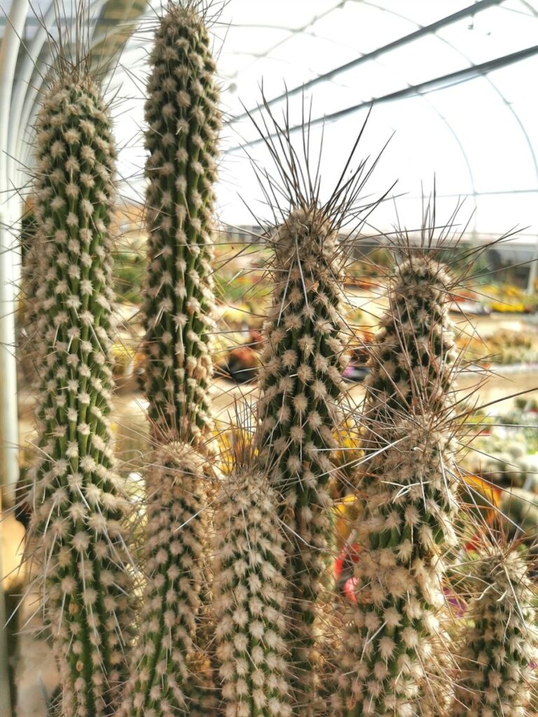 eulychnia-saint-pieana-giromagi-cactus-succulents
