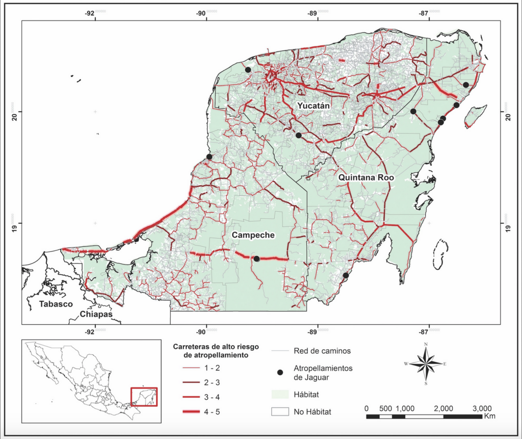 Carreteras de entre 6 y 10 metros de ancho, y entre 60 y 100 kilómetros por hora, catalogadas como de alto riesgo por atropellamientos de jaguar y registros de atropellamientos de jaguar. Mapa: AMMAC, WWF. 2022