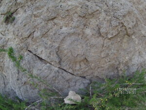 Fósil de Ammonite. Créditos a Rodrigo Sanza