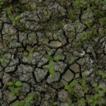 Fotografía del suelo del Lago do Aleixo afectado por la sequía, Manaos, Brasil (2022). Créditos: Raphael Alves / EFE