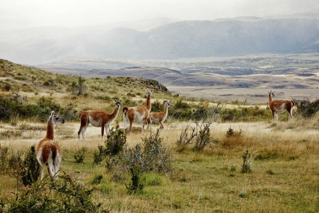 Guanacos en el valle Chacabuco. Créditos José Antonio Mena.