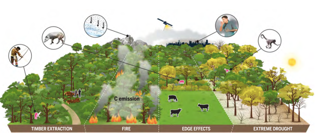 De izquierda a derecha: Extracción de madera, incendios, efectos de borde, sequía extrema. Imagen: The drivers and impacts of Amazon forest degradation.