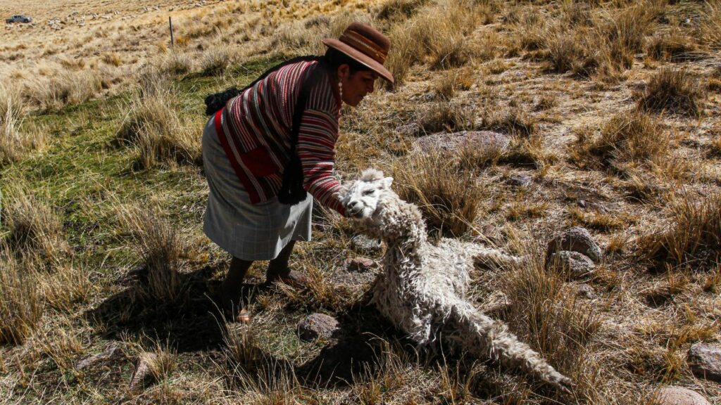 La dura sequía en los Andes peruanos ha provocado la muerte de animales como alpacas. Créditos: Juan Carlos Cisneros / AFP