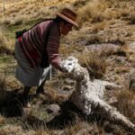 La dura sequía en los Andes peruanos ha provocado la muerte de animales como alpacas. Créditos: Juan Carlos Cisneros / AFP