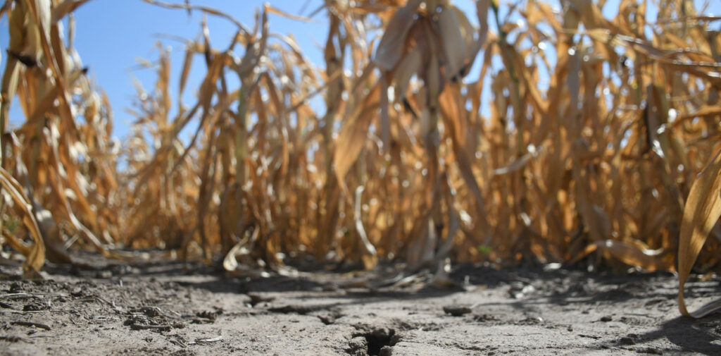 Maíces secos en campos cercanos a Villaguay, Entre Ríos, Argentina (2022). Créditos: Juan José García