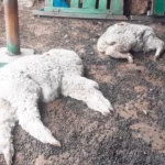 Muerte de animales en Ayacucho y Junin por sequia, Argentina. Créditos: Diario La Republica