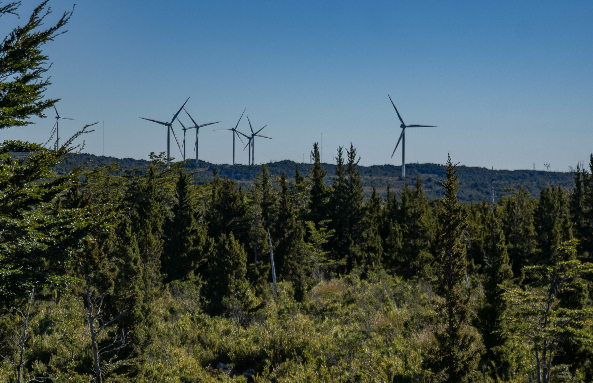 Aumento de proyectos eléctricos en Chiloé amenaza conservación de las turberas