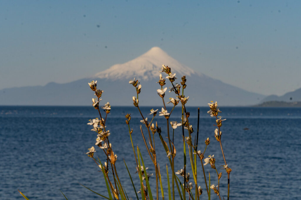 Parte de la biodiversidad de Chiloé. Foto: ©José Aguilera