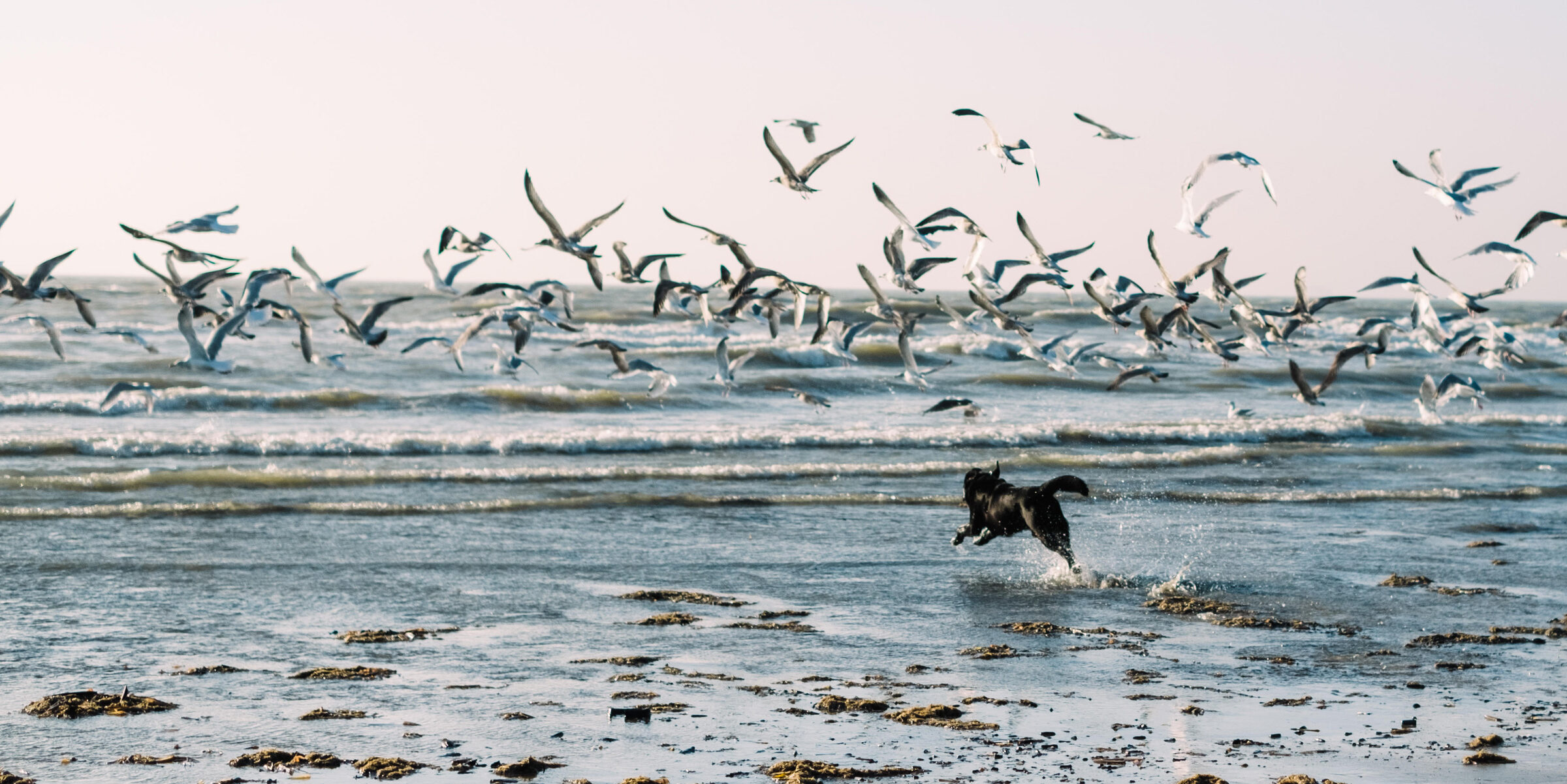 Llevar perros en las playas: una problemática invisibilizada