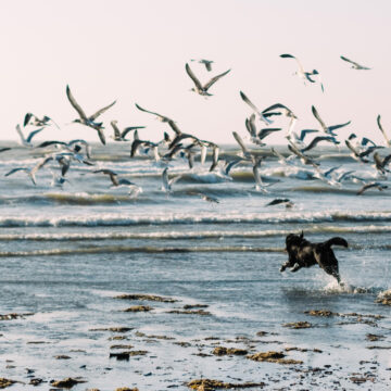 Llevar perros en las playas: una problemática invisibilizada
