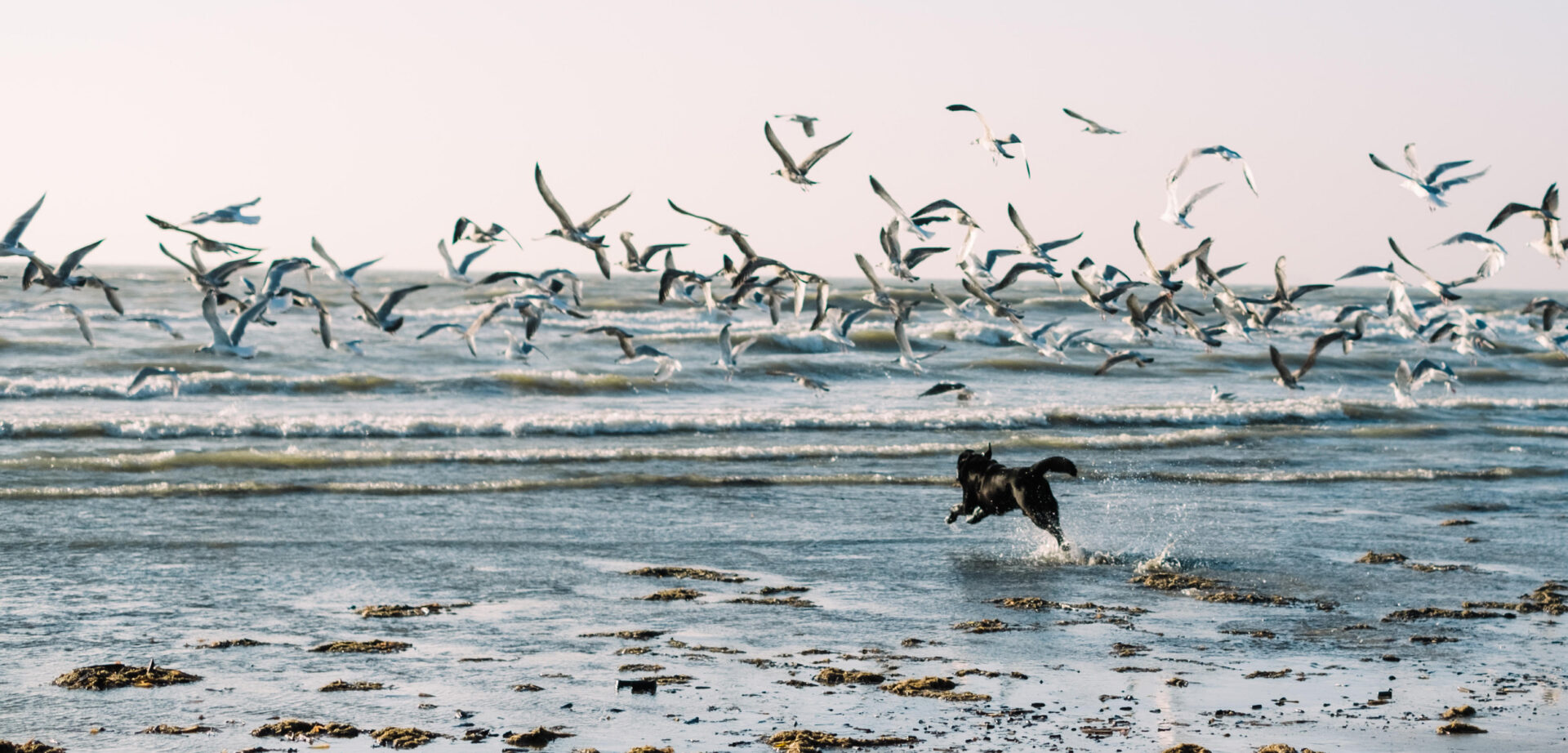 Llevar perros en las playas: una problemática invisibilizada