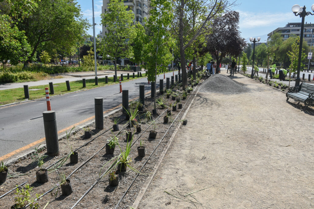 Así luce el bandejón central de la Avenida Pocuro, donde se comenzó a reemplazar el pasto por plantas de bajo consumo de agua. Foto: Municipalidad de Providencia