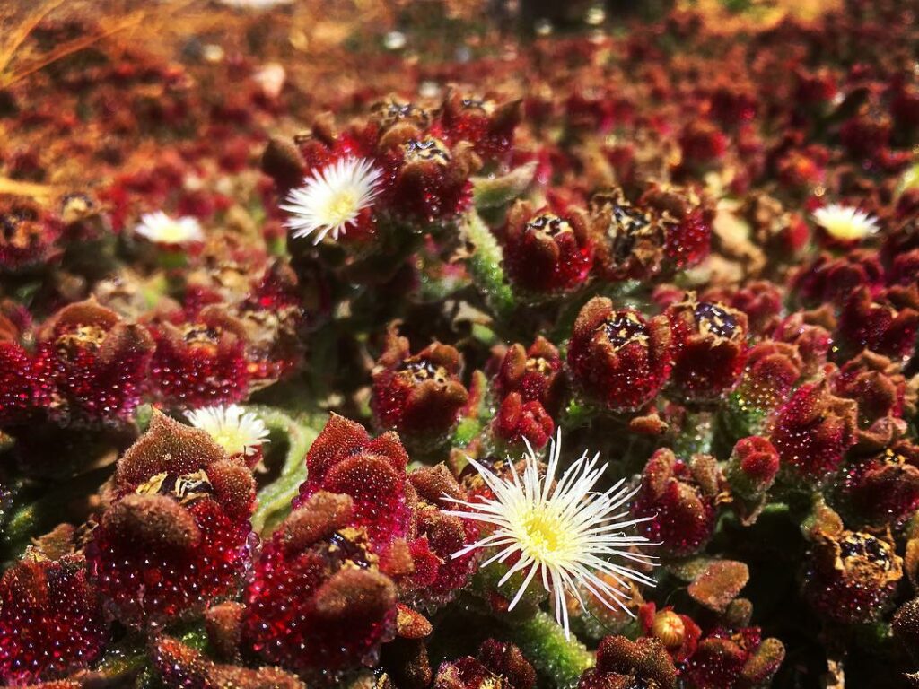 Rocío (Mesembryanthemum crystallinum). Créditos: ©Karadi83 / Wikimedia Commons