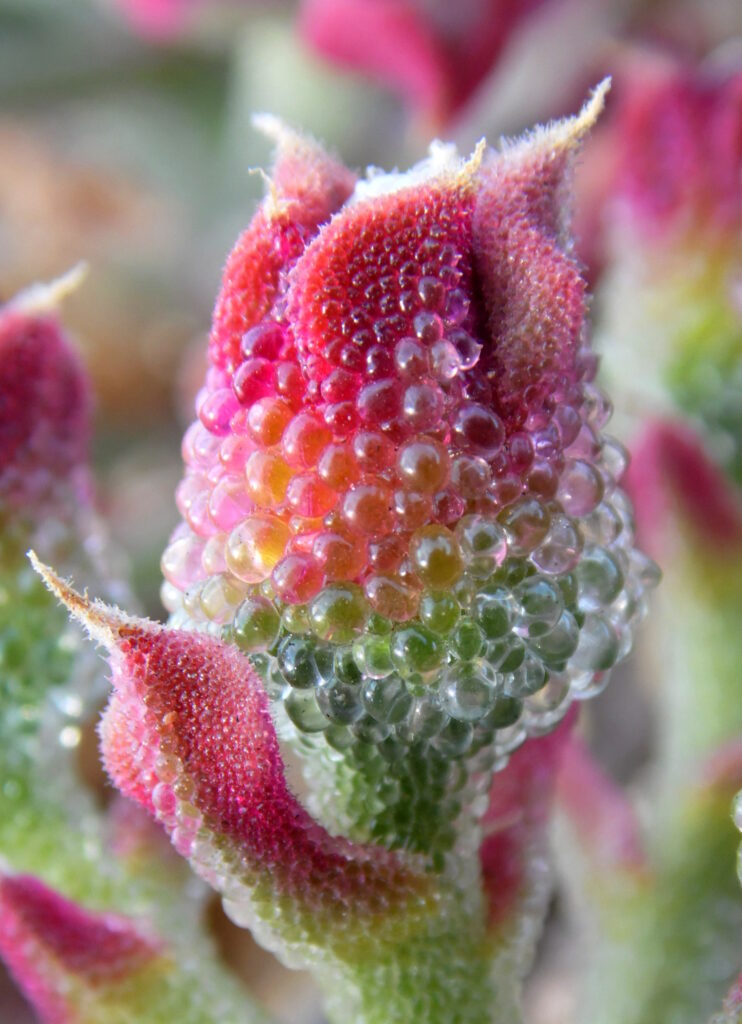 Rocío (Mesembryanthemum crystallinum). Créditos: ©Krzysztof-Ziarnek / Wikimedia Commons