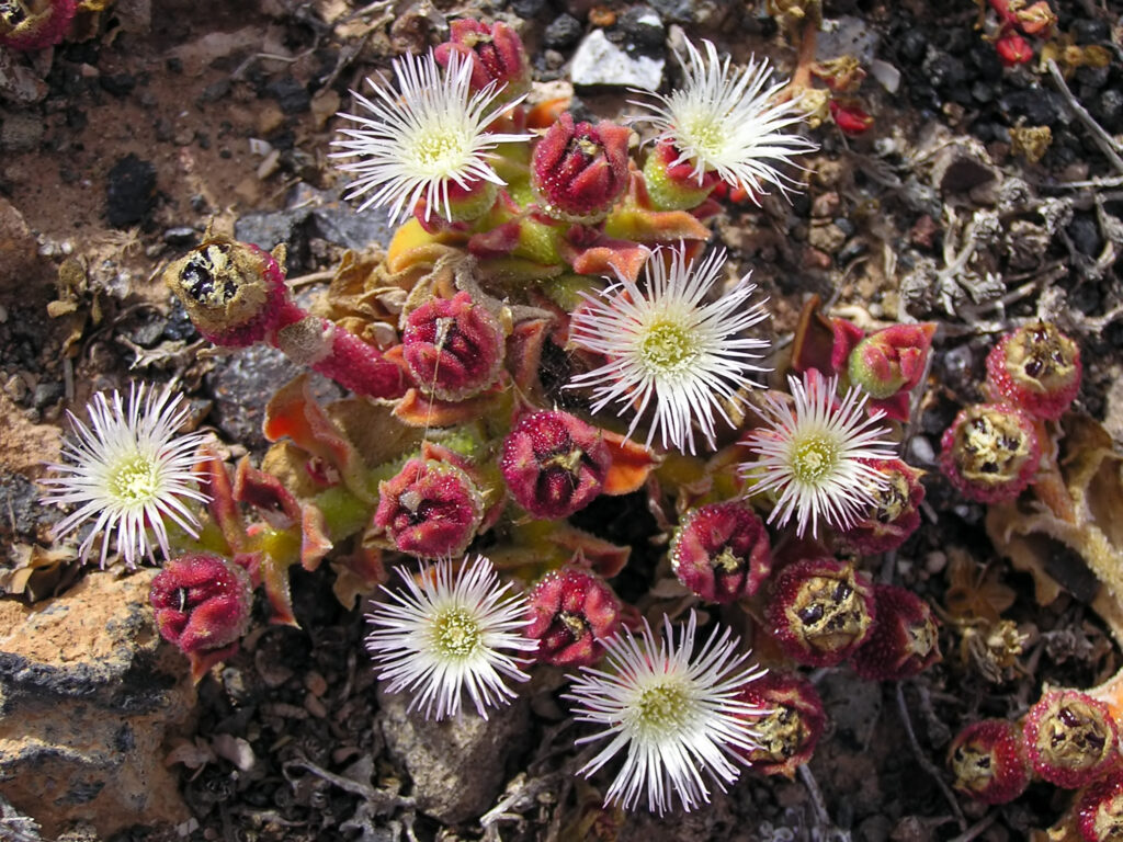 Rocío  (Mesembryanthemum crystallinum). Créditos: ©Yummifruitbat / Wikimedia Commons