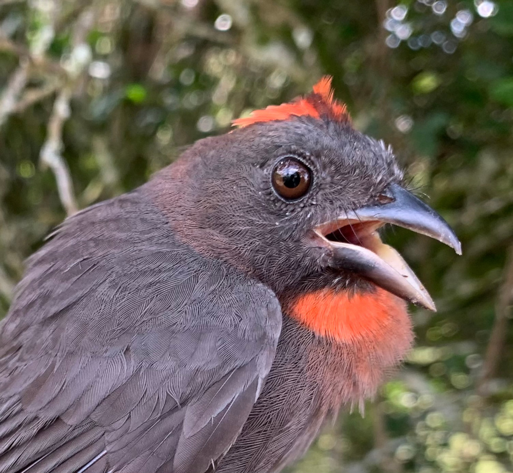 Expansión de la huella humana: una amenaza latente para el hábitat de las aves en Colombia