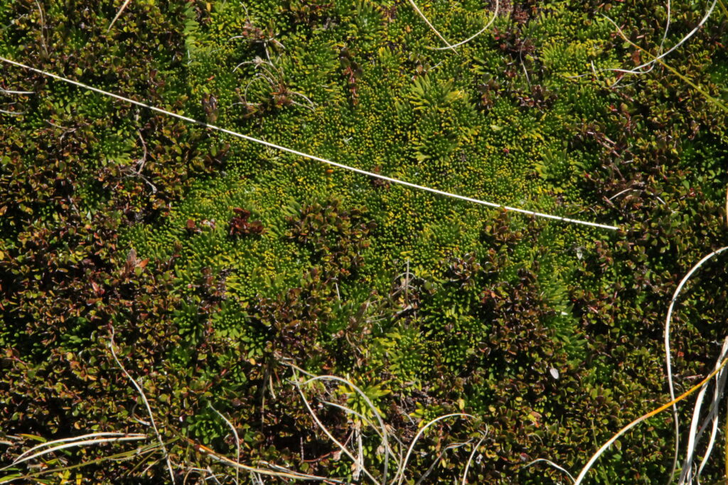 Turberas. Foto: ©José Aguilera