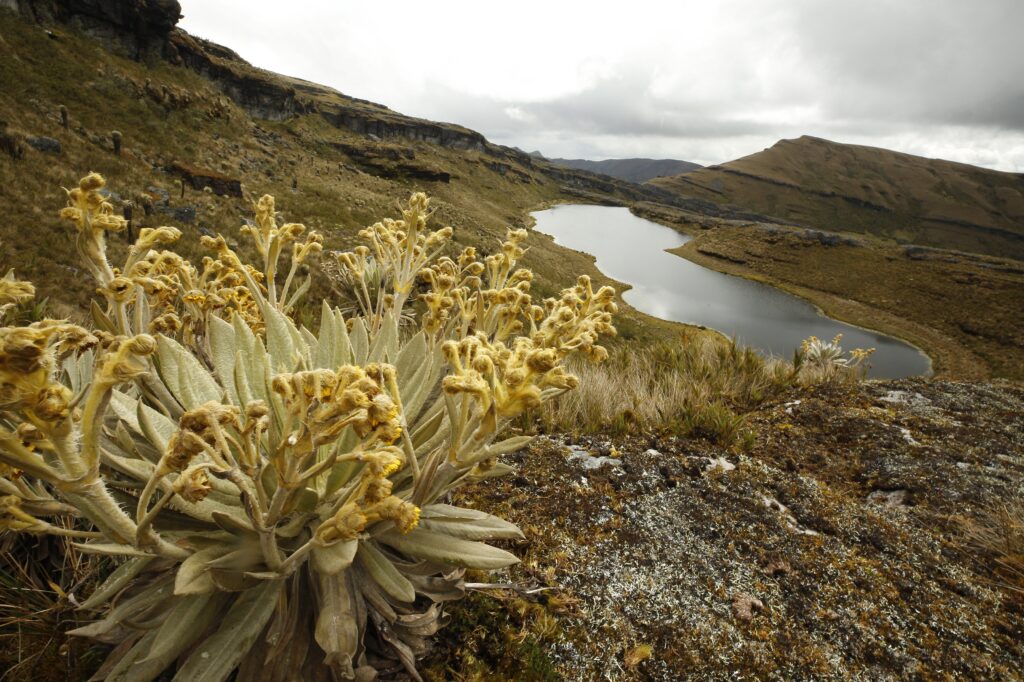 Los páramos son los hábitats preferidos de los pudues del norte. Foto Daniel Reina Romero-Semana Sostenible.