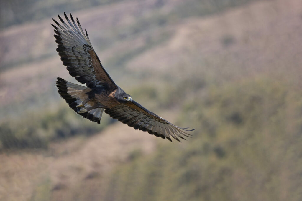 Aguila inca adulta. Foto: Tomás Rivas Fuenzalida
