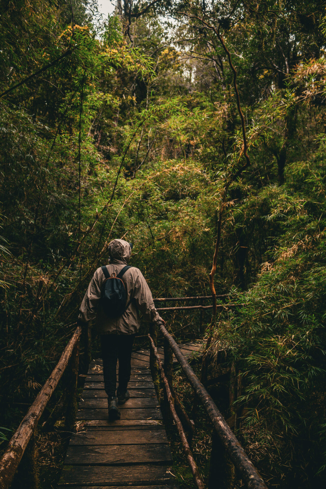 La Selva Valdiviana: única Y Resiliente Ecorregión Que Sobrevive Entre ...