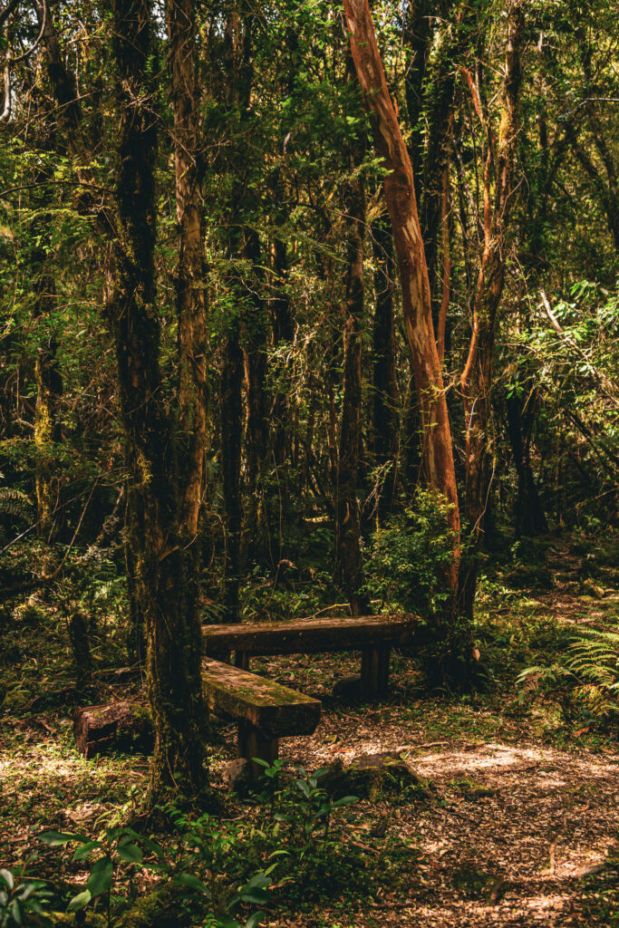 Selva valdiviana en el Parque Nacional Alerce Costero. Créditos: ©Adolfo Molina