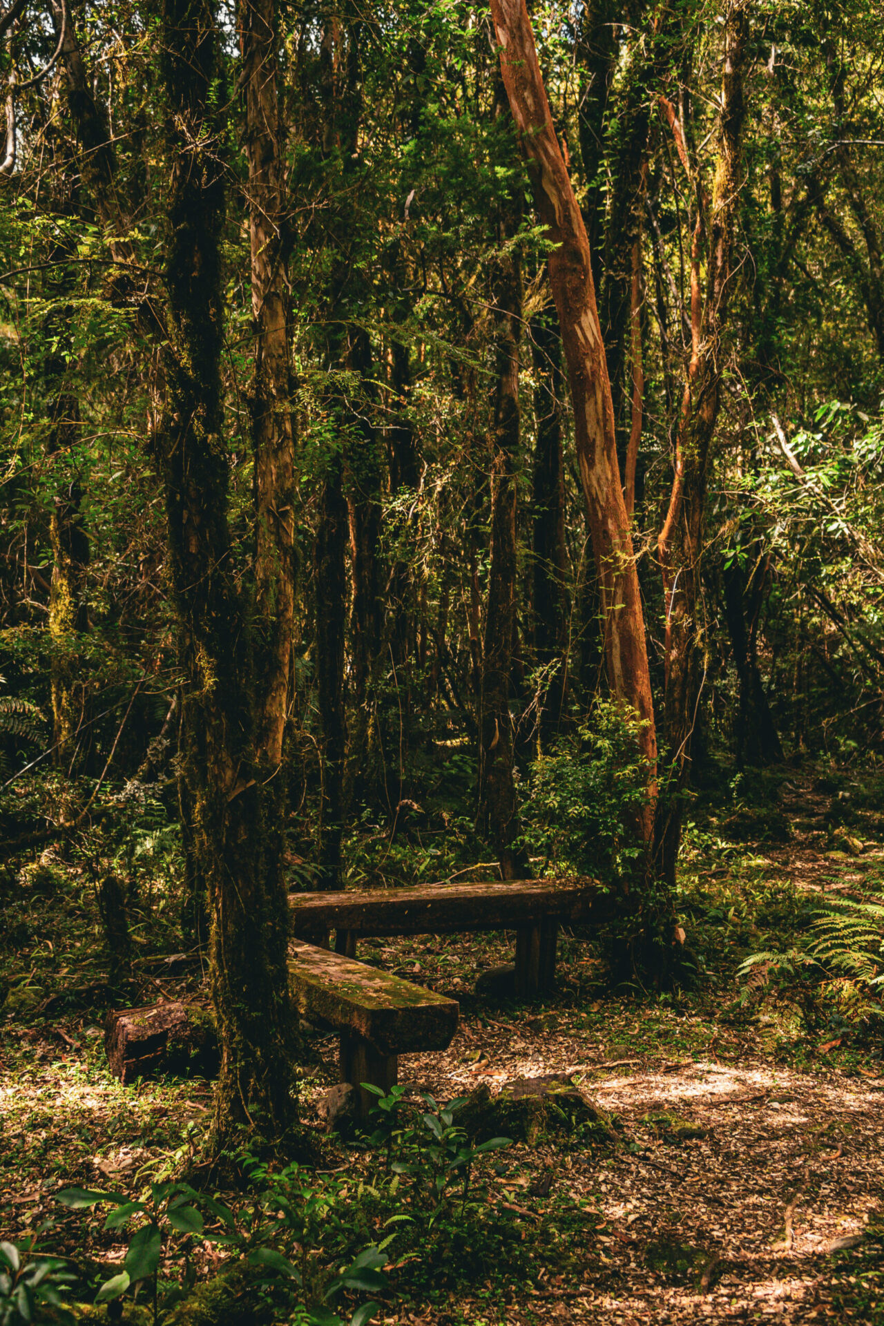 La Selva Valdiviana: única Y Resiliente Ecorregión Que Sobrevive Entre ...