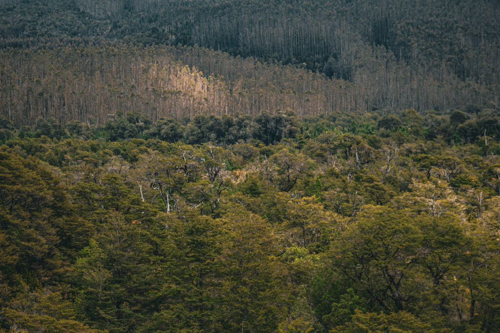 Selva valdiviana en el Parque Nacional Alerce Costero. Créditos: ©Adolfo Molina