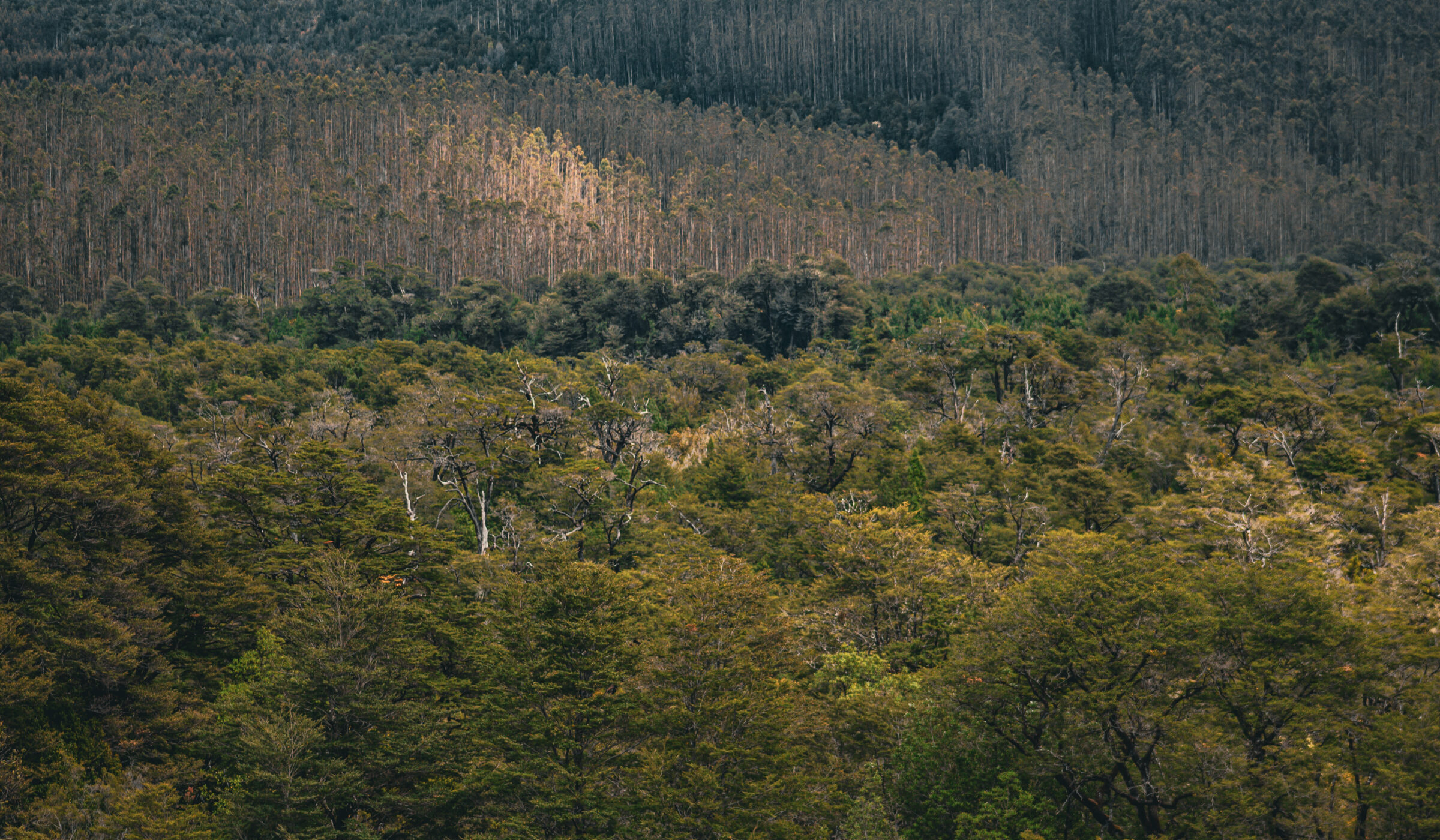 Balance Ambiental Fundación Terram 2023: Lleve su “ChileVerde” – De las promesas al desarrollismo verde del Gobierno