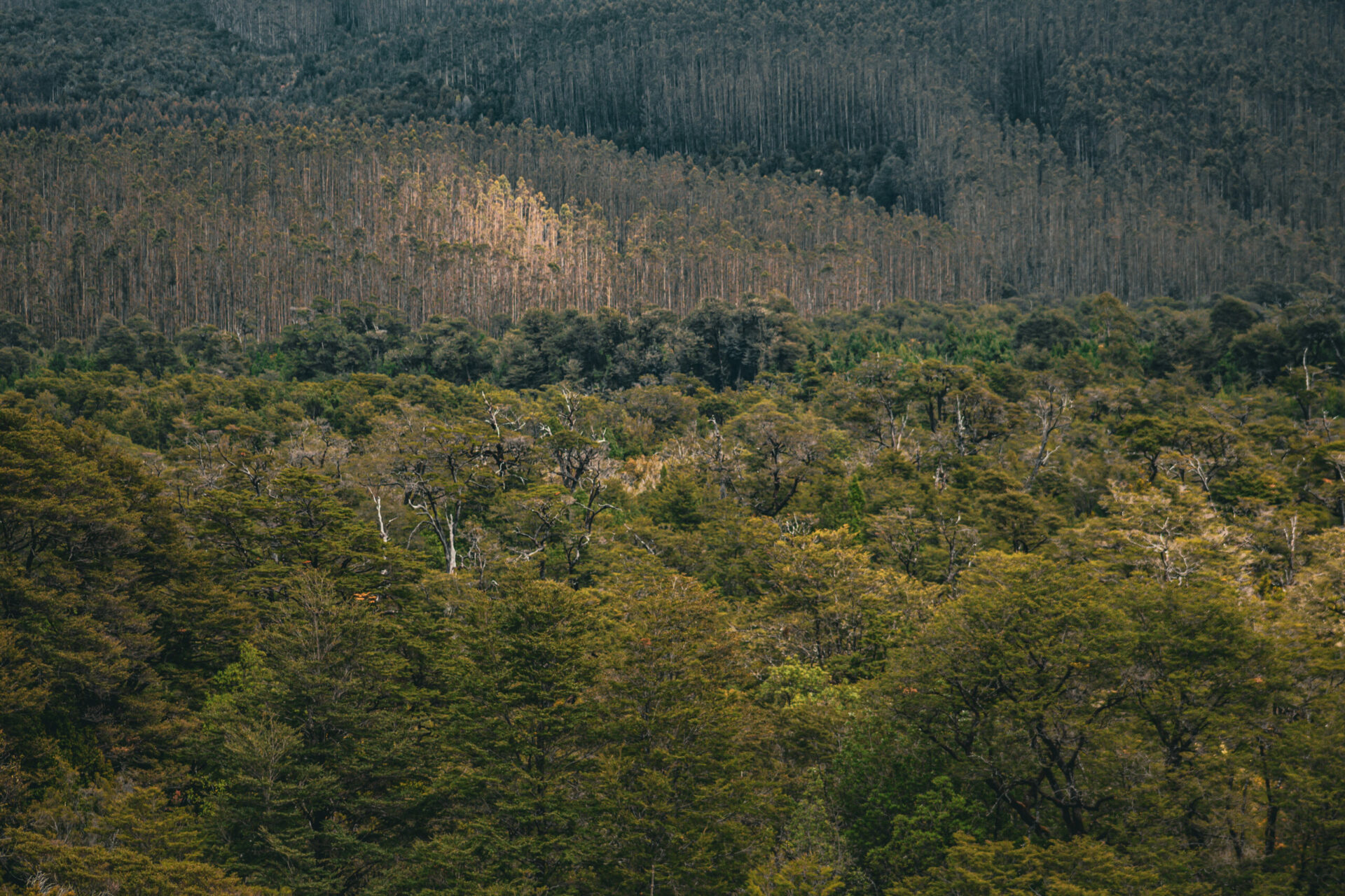 Balance Ambiental Fundación Terram 2023: Lleve su “ChileVerde” – De las promesas al desarrollismo verde del Gobierno