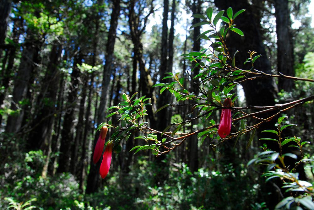 Selva valdiviana en el Parque Nacional Alerce Costero. Créditos: ©CONAF