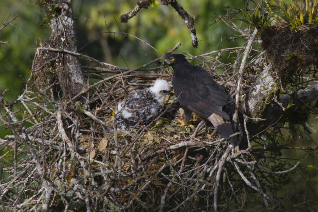 Aguila inca con su polluelo. Foto:Tomás Rivas Fuenzalida