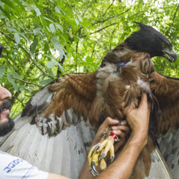 La increíble hazaña de investigar a las aves rapaces más amenazadas del mundo