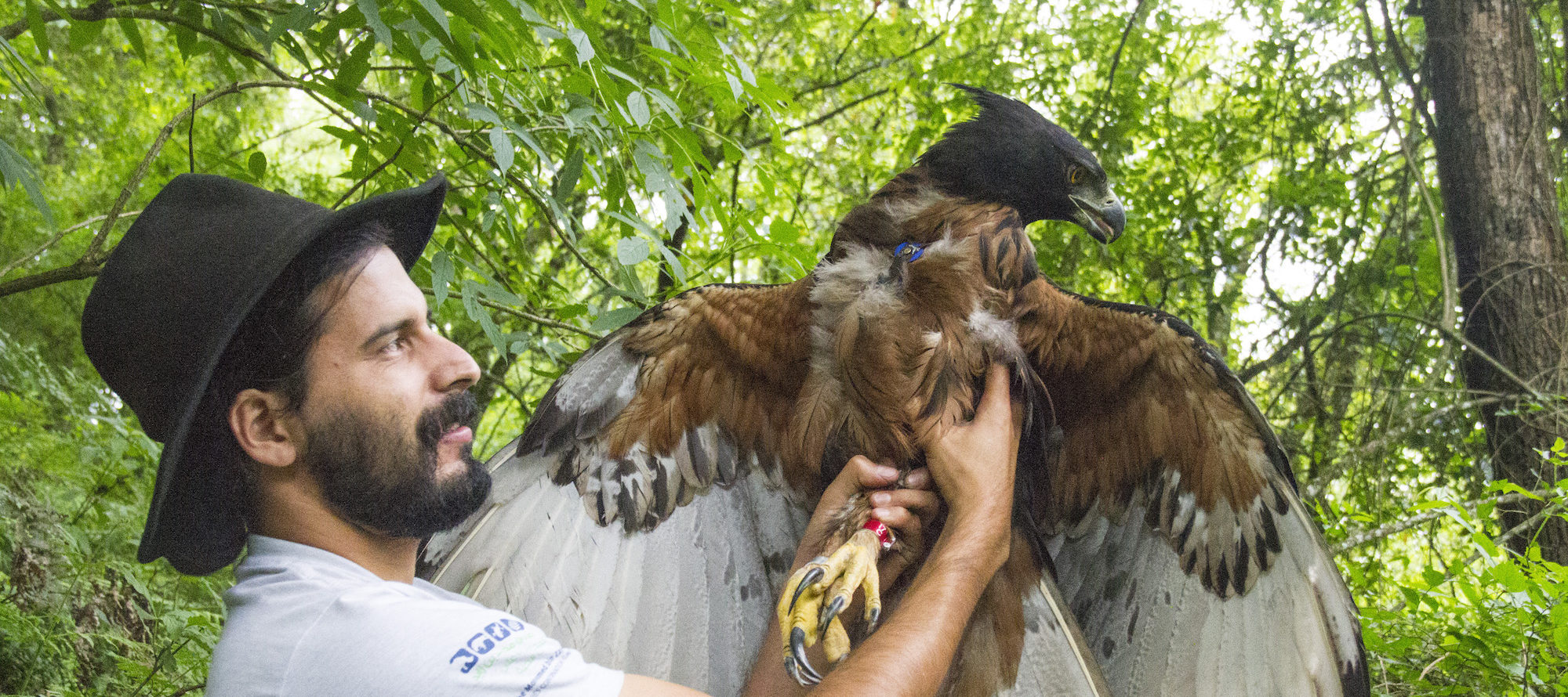 La increíble hazaña de investigar a las aves rapaces más amenazadas del mundo