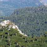 Bosques de la Sierra Nevada, Araucarias Créditos: Mono Andes