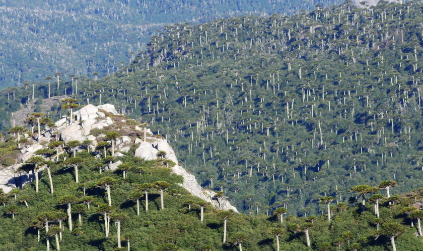 Árboles centenarios: especies que pueden superar los 300 años en Chile