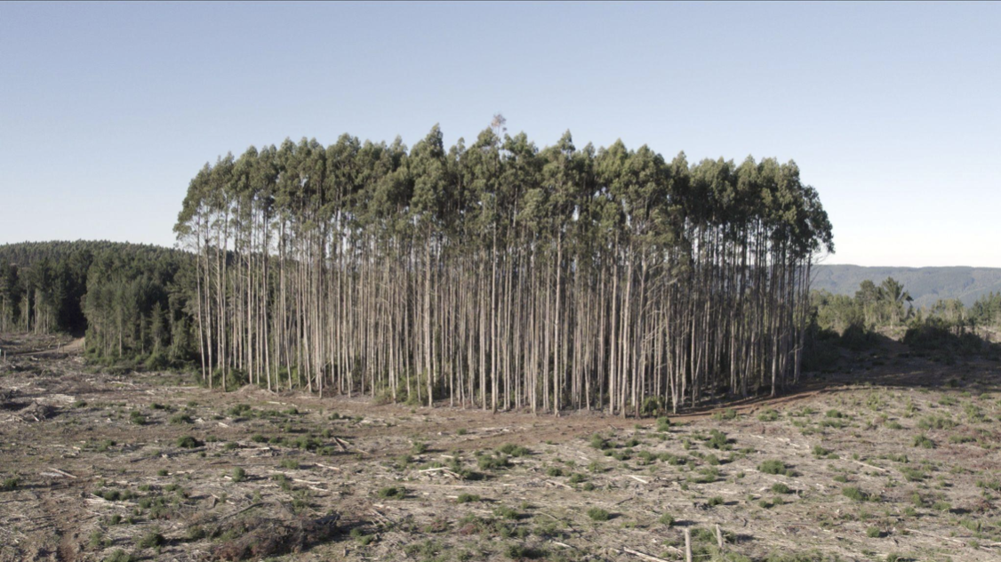 <strong>Bosques de Fuego, la exposición que cuestiona la oposición entre explotación y conservación de la naturaleza</strong>