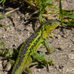 Lagarto Chilensis (Liolaemus chilensis). Créditos: Edrey Belmar.