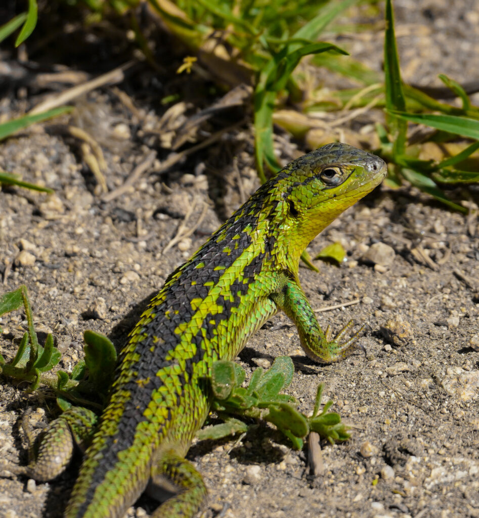 Lagarto Chilensis (Liolaemus chilensis). Créditos: Edrey Belmar.