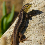 Lagarto Chilensis (Liolaemus chilensis). Créditos: Edrey Belmar.